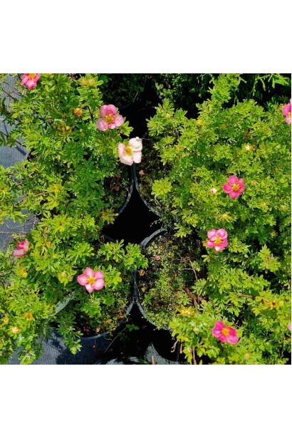 Лапчатка кущова Белліссіма - 3л/вис.20-30см/Ø20-30см